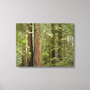 Muir Woods National Monument, norra Canvastryck