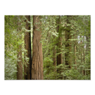 Muir Woods National Monument, norra Fototryck