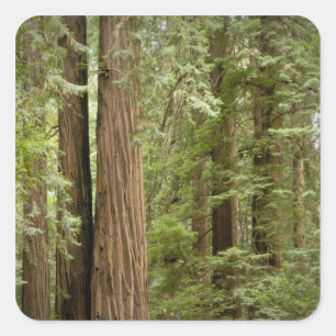 Muir Woods National Monument, norra Fyrkantigt Klistermärke