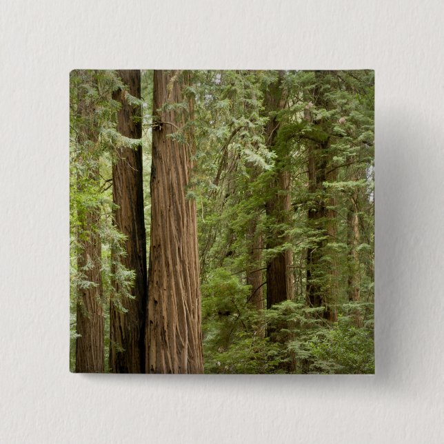 Muir Woods National Monument, norra Knapp (Framsida)