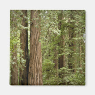 Muir Woods National Monument, norra Magnet