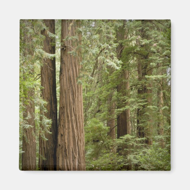 Muir Woods National Monument, norra Magnet (Framsidan)
