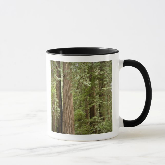 Muir Woods National Monument, norra Mugg (Höger)