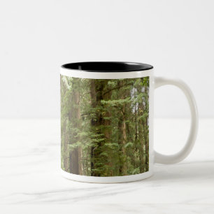 Muir Woods National Monument, norra Två-Tonad Mugg