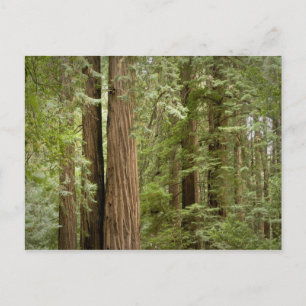 Muir Woods National Monument, norra Vykort