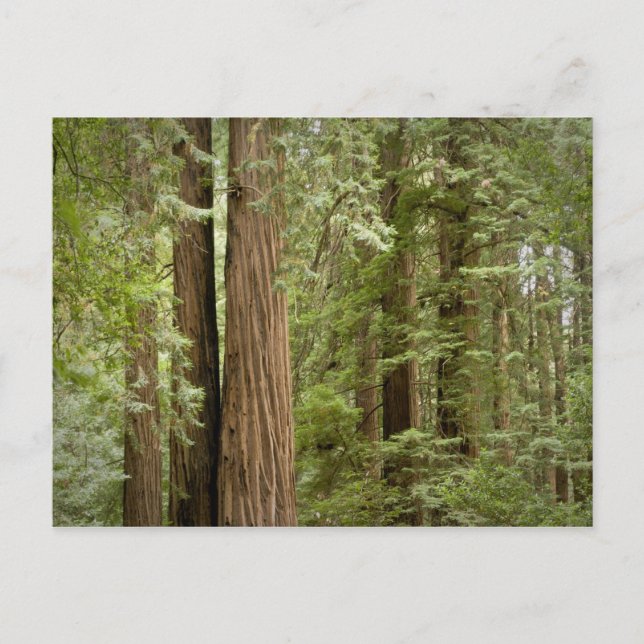 Muir Woods National Monument, norra Vykort (Framsida)