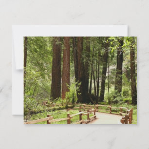 Muir Woods Path I Naturfotografering