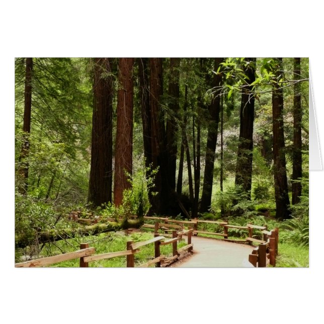 Muir Woods Path I Naturfotografering Hälsningskort (Framsidan Horizontal)