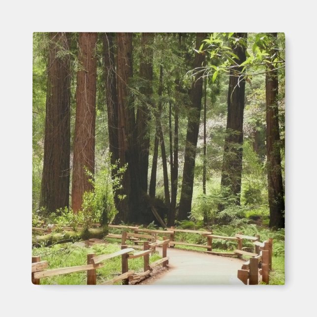 Muir Woods Path I Naturfotografering Magnet (Framsidan)
