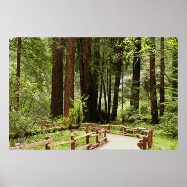 Muir Woods Path I Naturfotografering Poster (Framsidan)