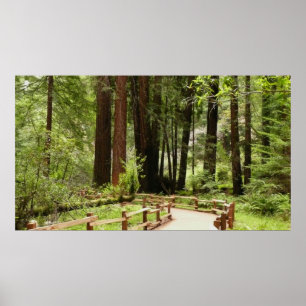 Muir Woods Path I Naturfotografering Poster