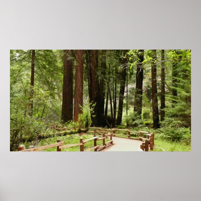 Muir Woods Path I Naturfotografering Poster (Framsidan)