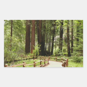 Muir Woods Path I Naturfotografering Rektangulärt Klistermärke