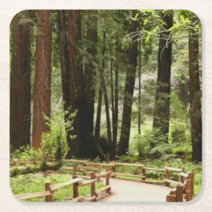 Muir Woods Path I Naturfotografering Underlägg Papper Kvadrat