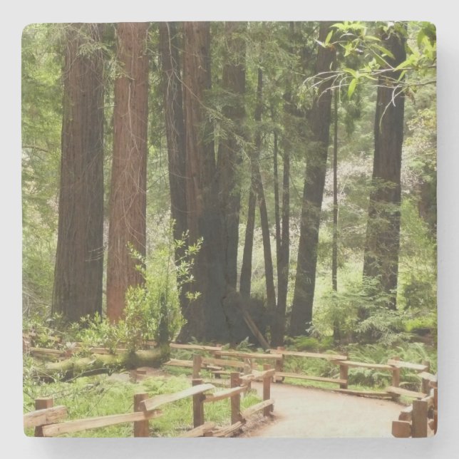 Muir Woods Path I Naturfotografering Underlägg Sten (Framsidan)