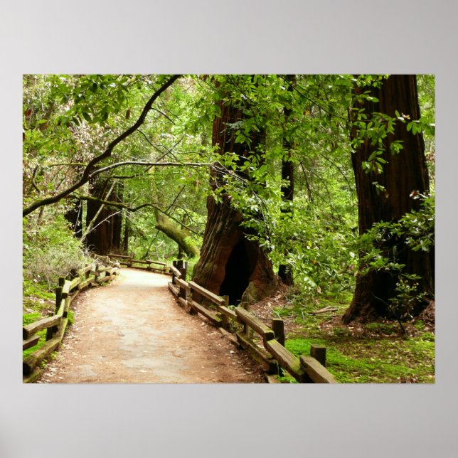 Muir Woods Path II Naturfotografering Poster (Framsidan)
