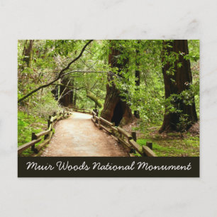 Muir Woods Path II Naturfotografering Vykort