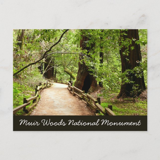 Muir Woods Path II Naturfotografering Vykort (Framsida)