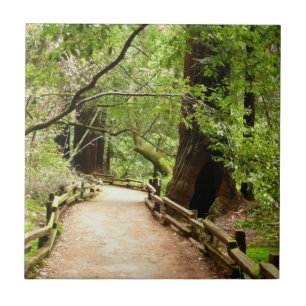 Muir Woods Path II Naturfotografi Kakelplatta