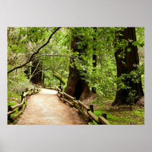 Muir Woods Path II Naturfotografi Poster