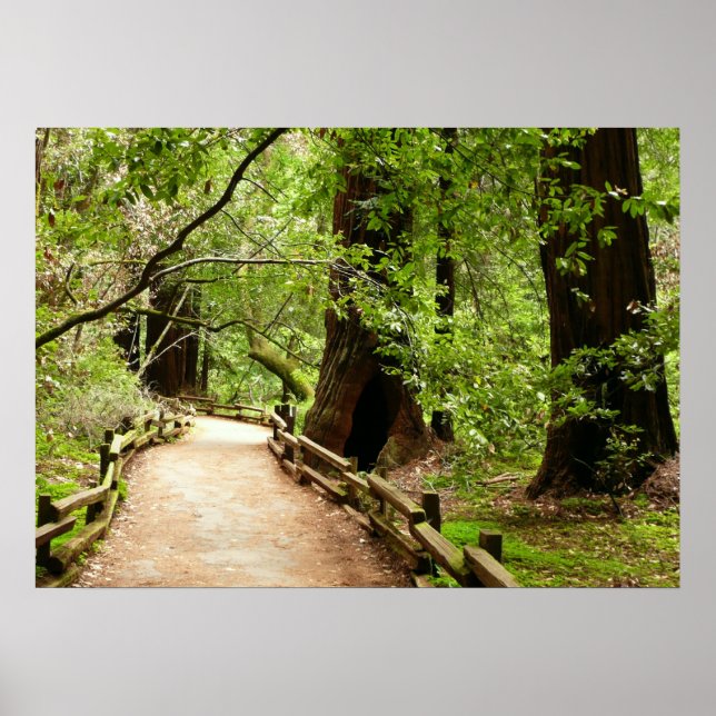 Muir Woods Path II Naturfotografi Poster (Framsidan)
