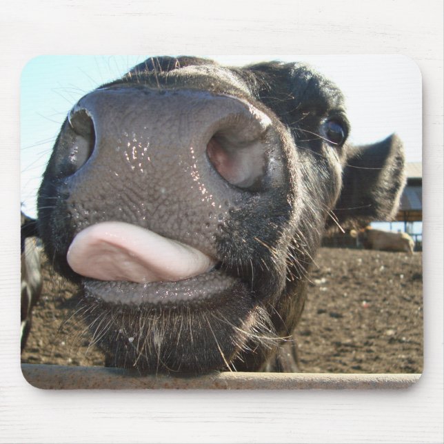 MUKYSSAR MUSMATTA (Framsidan)