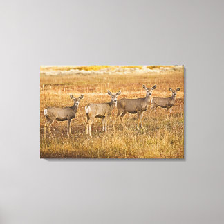 Mul hjort (Odocoileus hemionus) Ett lämnat med Canvastryck