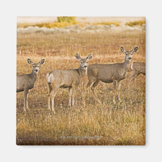 Mul hjort (Odocoileus hemionus) Ett lämnat med Magnet