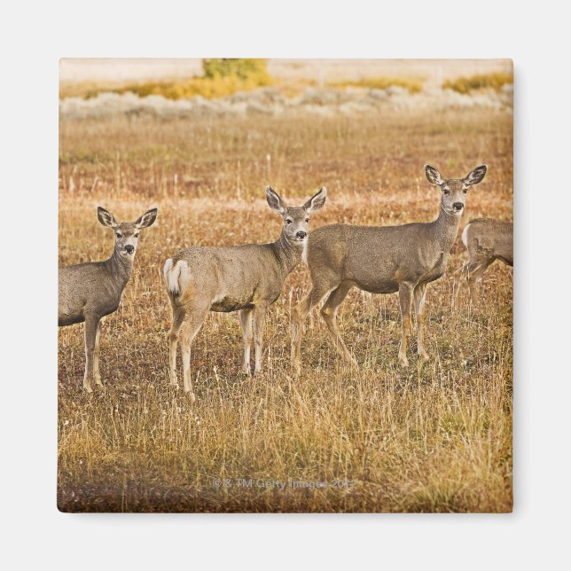 Mul hjort (Odocoileus hemionus) Ett lämnat med Magnet (Framsidan)