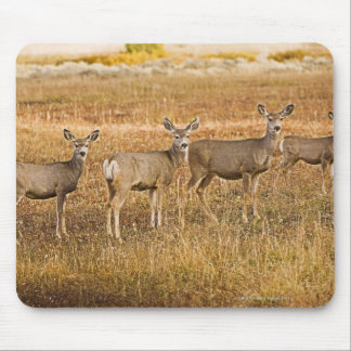 Mul hjort (Odocoileus hemionus) Ett lämnat med Musmatta