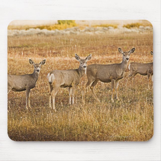 Mul hjort (Odocoileus hemionus) Ett lämnat med Musmatta (Framsidan)