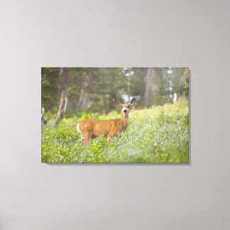 Mul Hjort (Odocoileus hemionus) i ängar Canvastryck