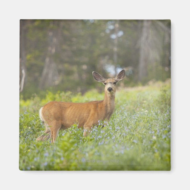 Mul Hjort (Odocoileus hemionus) i ängar Magnet (Framsidan)