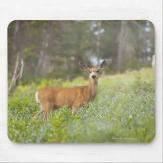 Mul Hjort (Odocoileus hemionus) i ängar Musmatta
