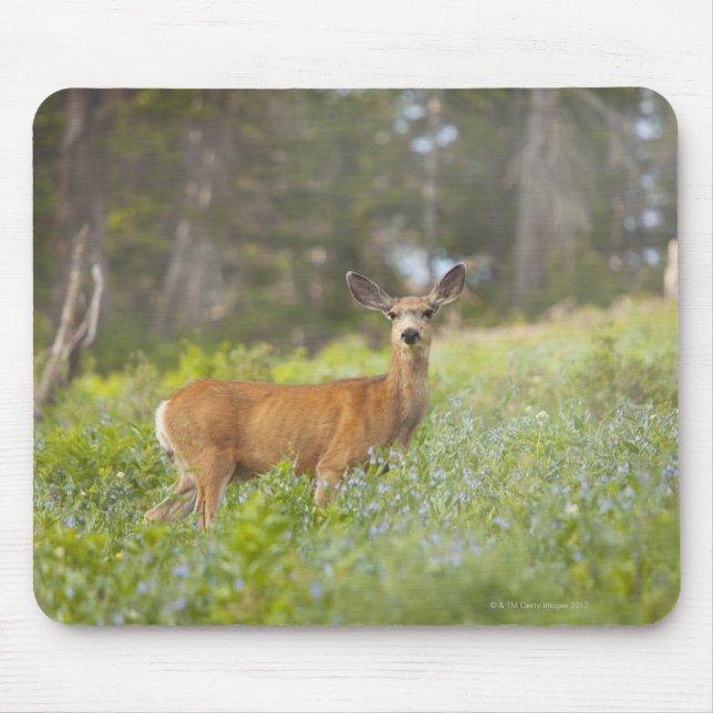 Mul Hjort (Odocoileus hemionus) i ängar Musmatta (Framsidan)