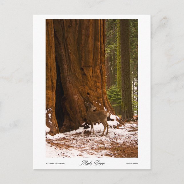 Mul-Hjort-vykort Vykort (Framsida)