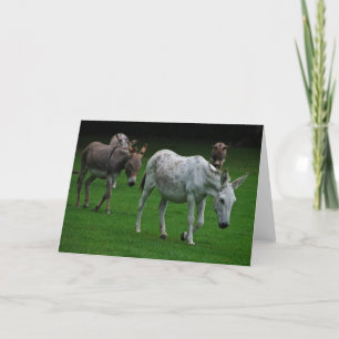 Mul- och donkey-hälsningskort kort