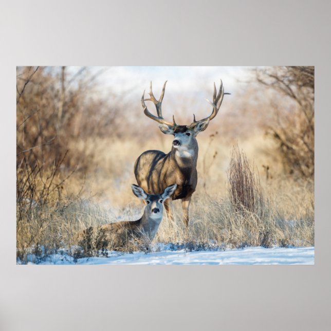 Mula hjortbuck och dota poster (Framsidan)