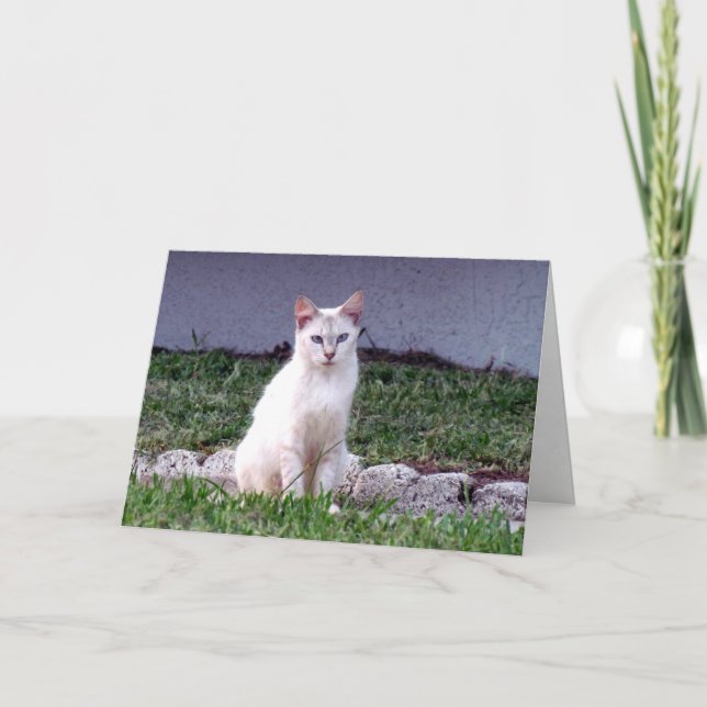 Mulans hälsningskort (8838) kort (Framsida)