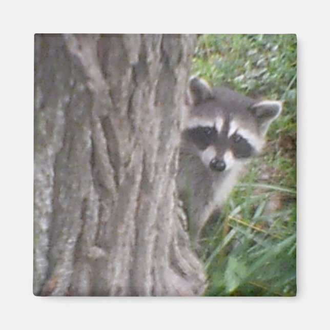 Mulberry the Raccoon Magnet (Framsidan)