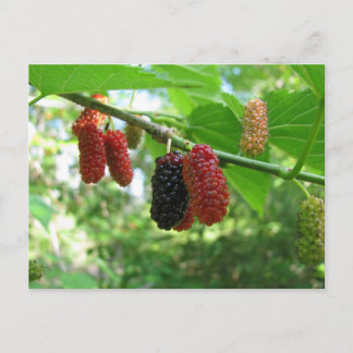 Mulberry Träd Vykort