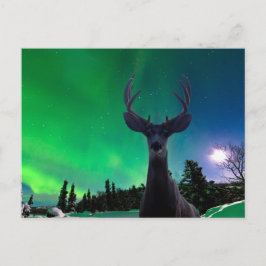Muldjur och Aurora borealis Vykort