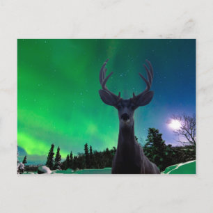 Muldjur och Aurora borealis Vykort