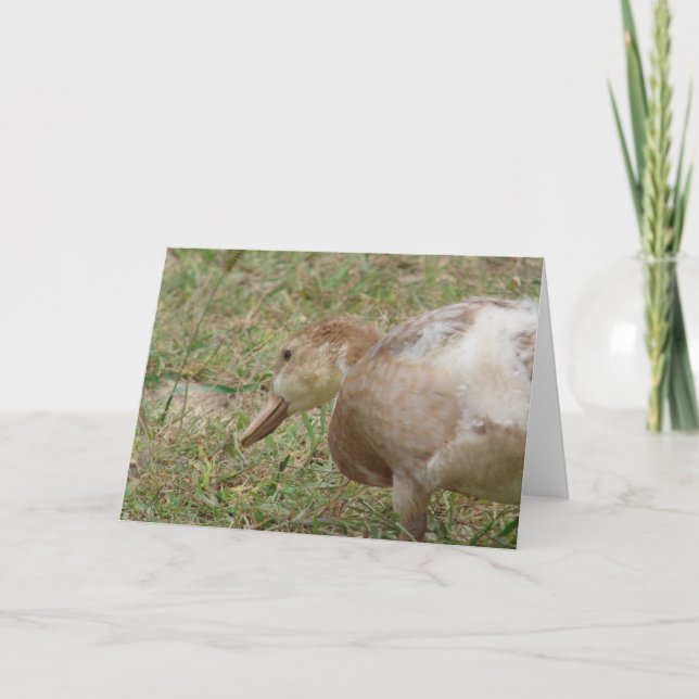 Mule Anka Kort (Framsida)