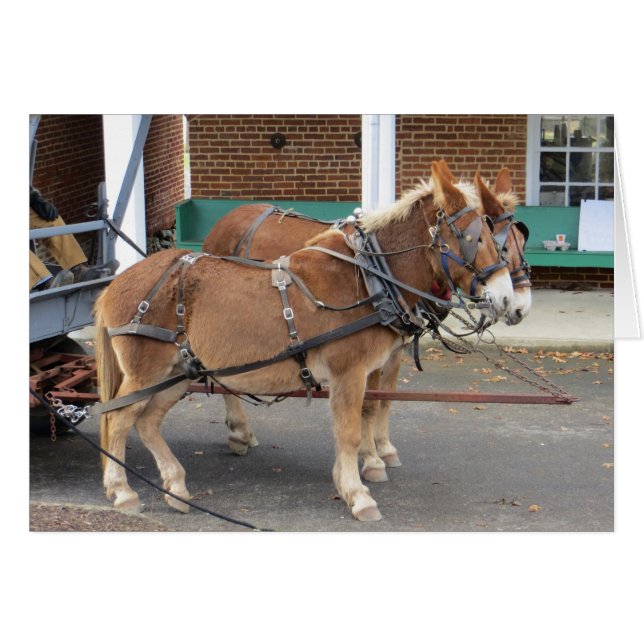 Mule Cart Hälsningskort (Framsidan Horizontal)