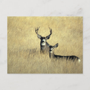 Mule Hjort Buck - Doe Vykort