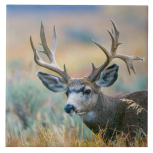 Mule Hjort Buck Grand Teton nationalpark Wyoming Kakelplatta