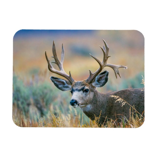 Mule Hjort Buck | Grand Teton nationalpark Wyoming Magnet (Horisontell)