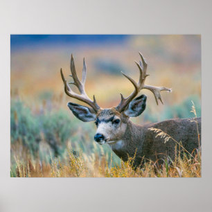 Mule Hjort Buck Grand Teton nationalpark Wyoming Poster