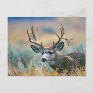 Mule Hjort Buck Grand Teton nationalpark Wyoming Vykort